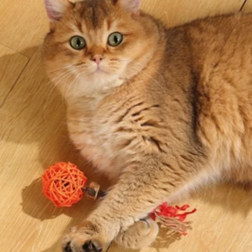 M-PETS Charmy Matatabi Silvervine Cat Toy – Orange / Green - Image 3