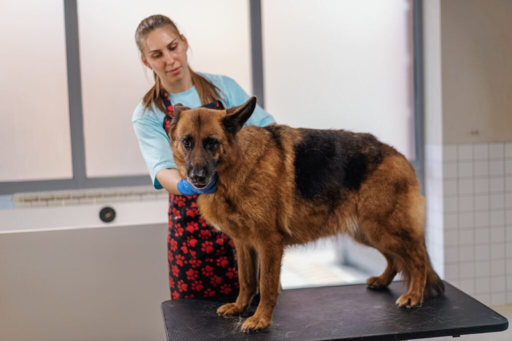Routine veterinary checkup for German shepherd