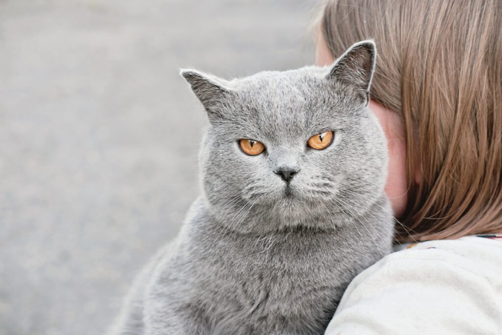 British Shorthair resting comfortably, healthy and calm expression.