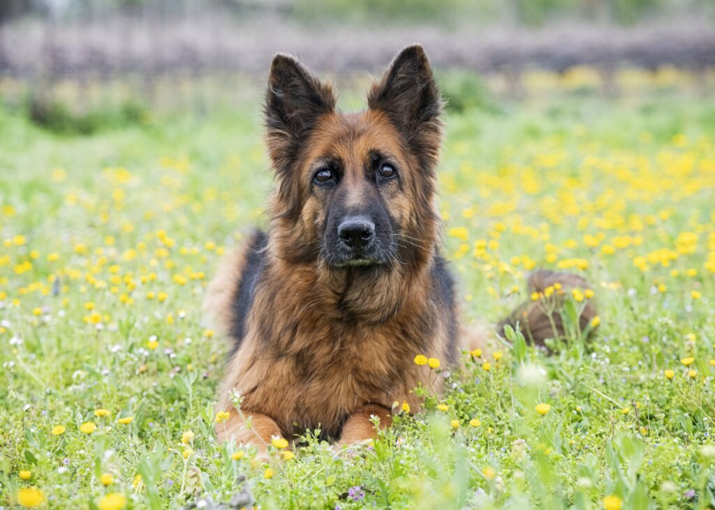 German Shepherd sitting in garden