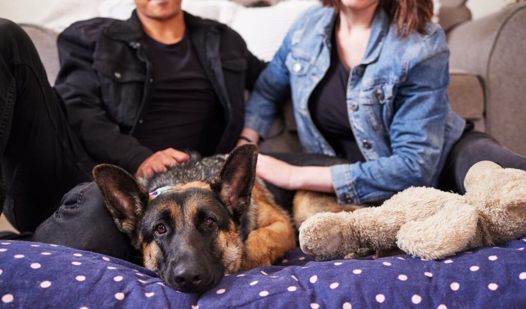 German shepherd relaxing indoors with owner