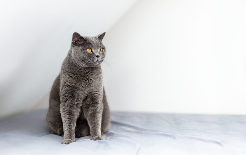 https://elements.envato.com/proud-british-cat-sitting-on-bed-portrait-of-briti-JH5EDAJ