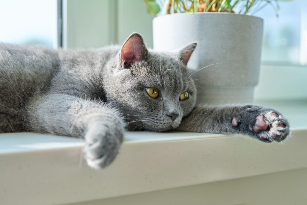 British Shorthair relaxing on a sofa or near a window