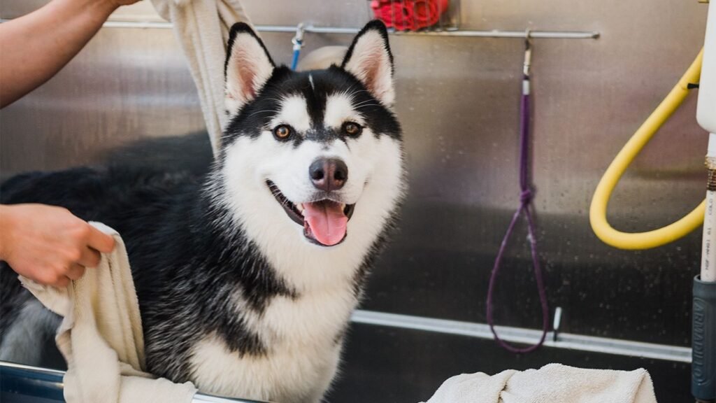 Siberian Husky Grooming