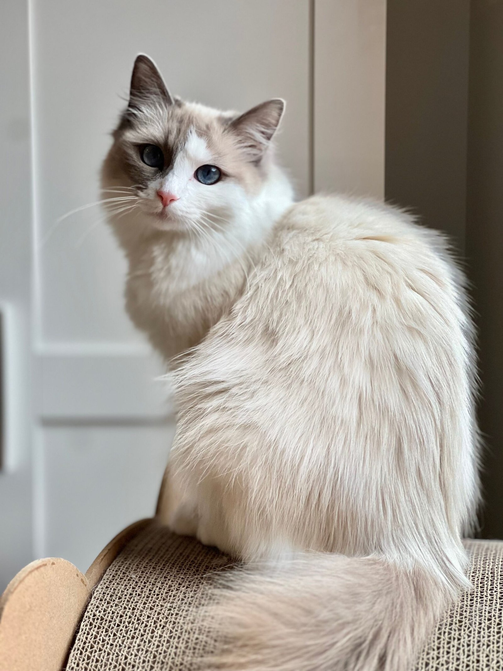 Ragdoll