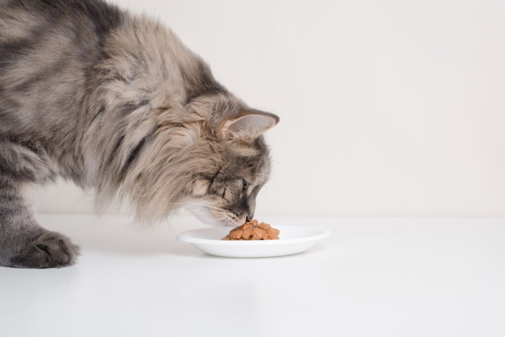 Maine Coon cat eating high-protein cat food from a bowl