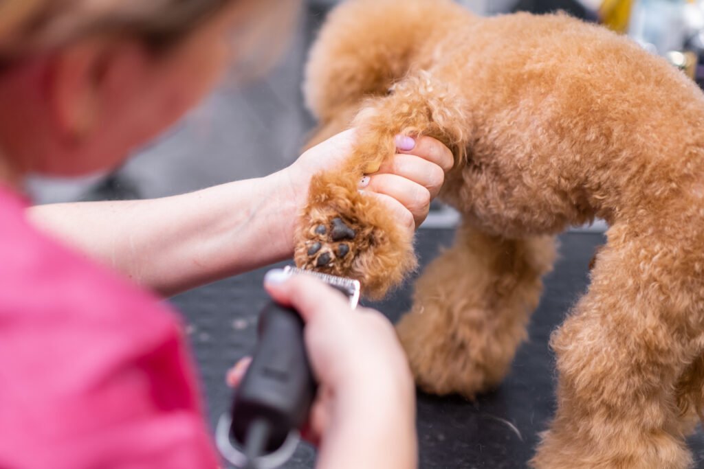 toy poodle grooming