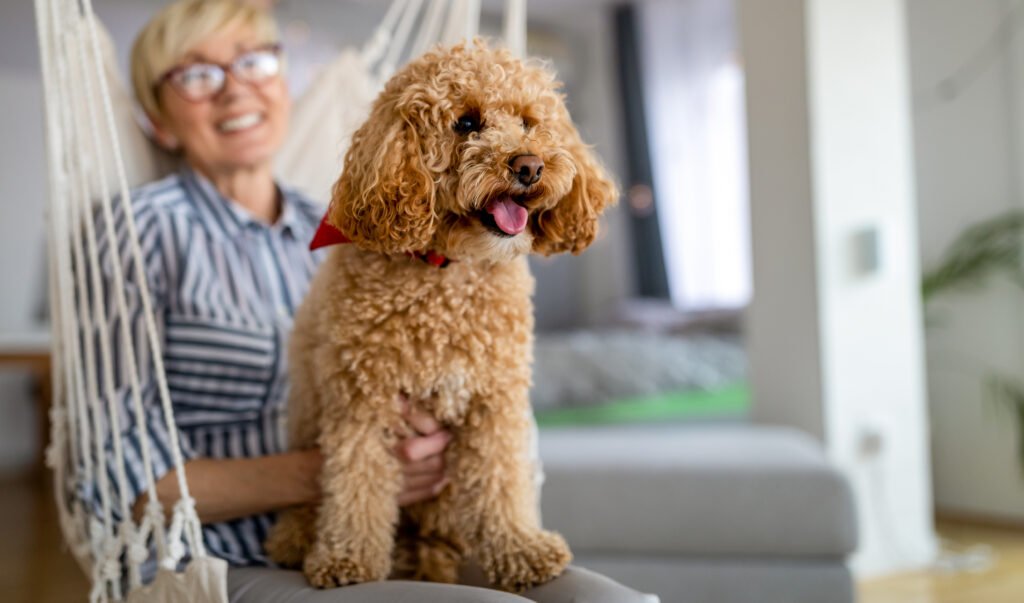 toy poodle sitting next to its owner