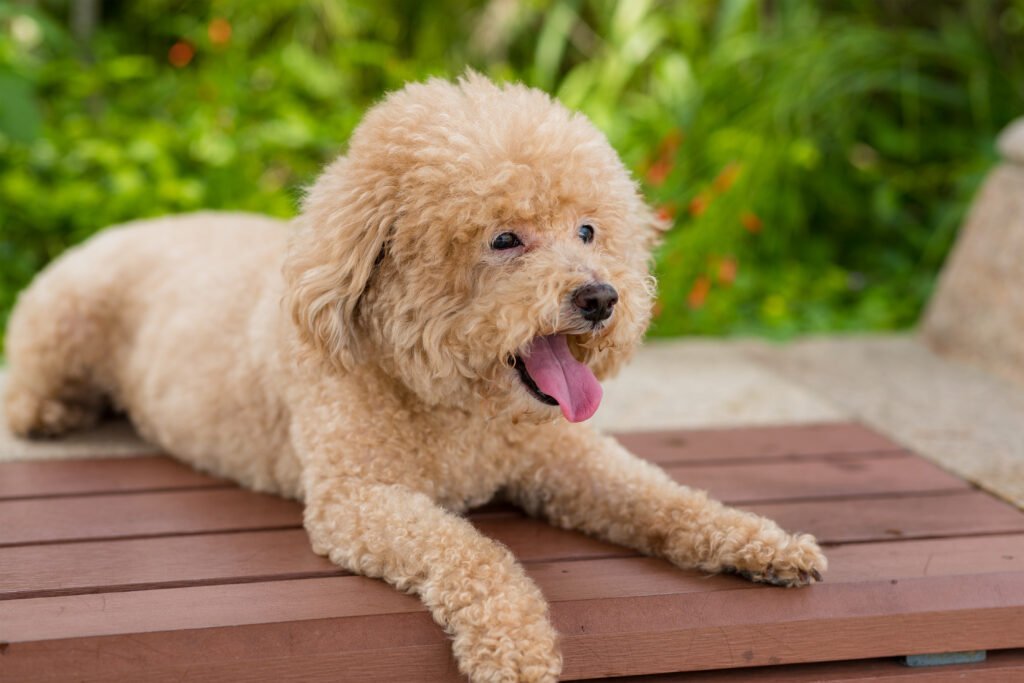 cute toy poodle sitting outside