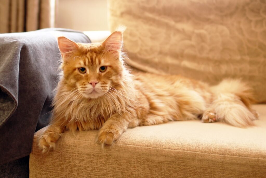 Maine Coon cat sitting on a couch with long fur and expressive eyes