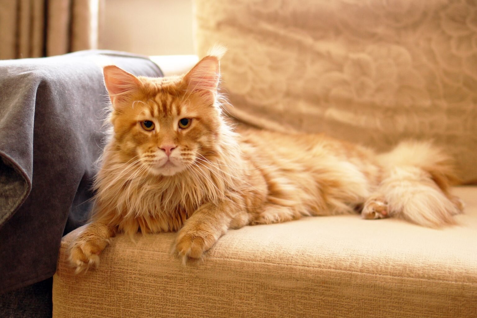 Maine Coon cat sitting on a couch with long fur and expressive eyes