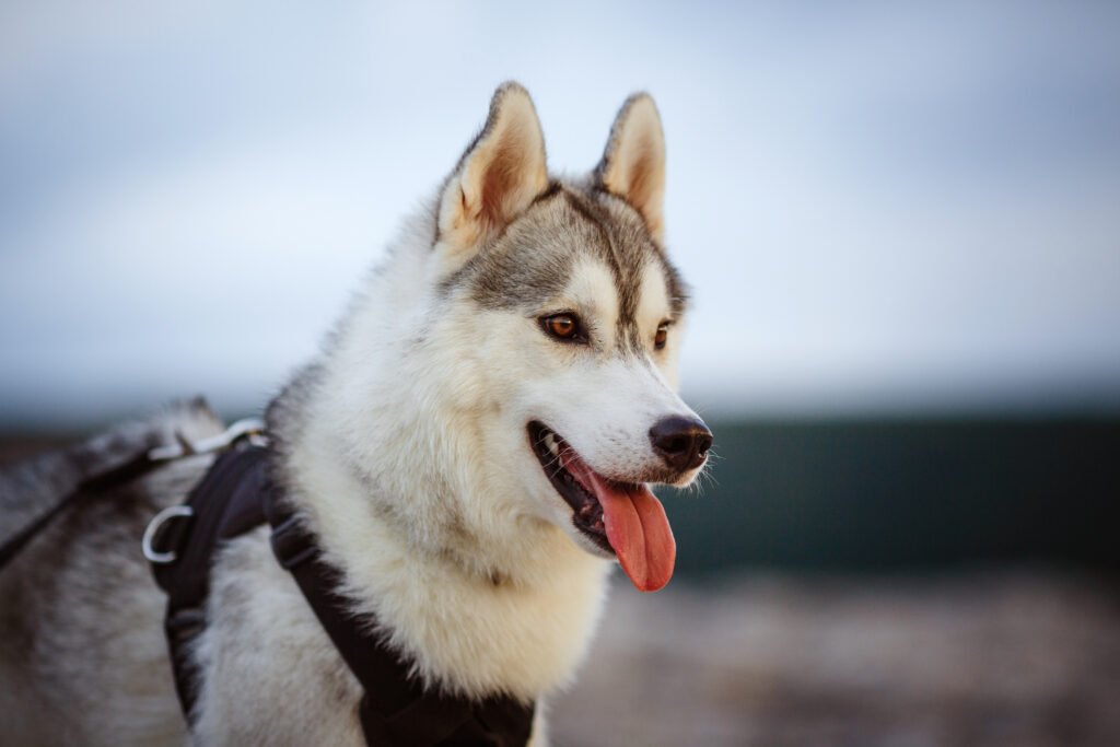 Siberian Husky