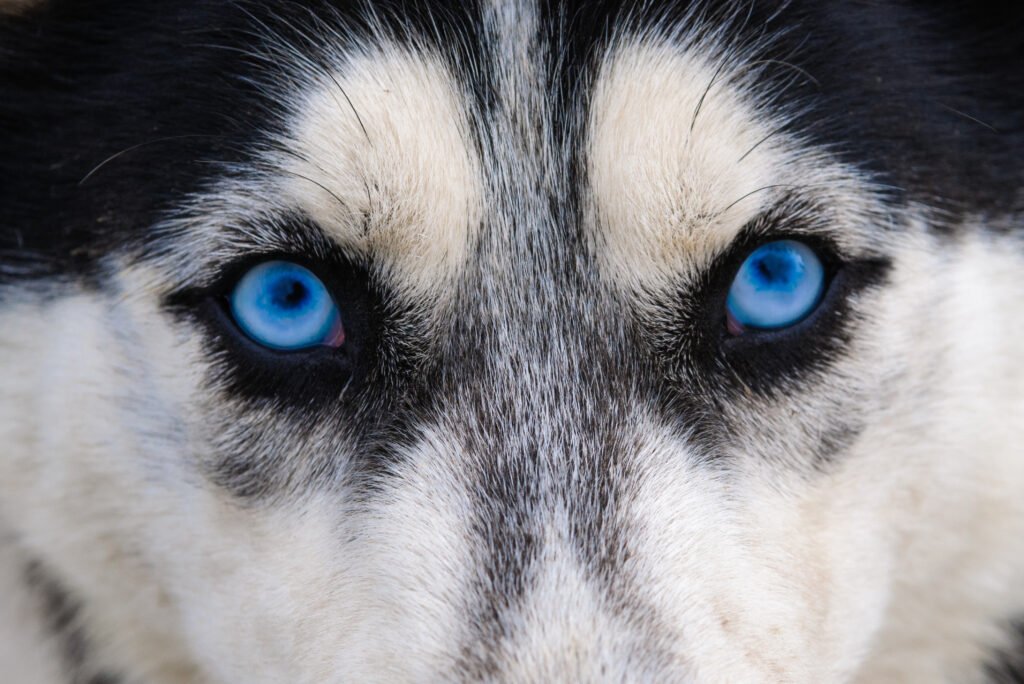 Siberian Husky with striking eyes and thick coat outdoors