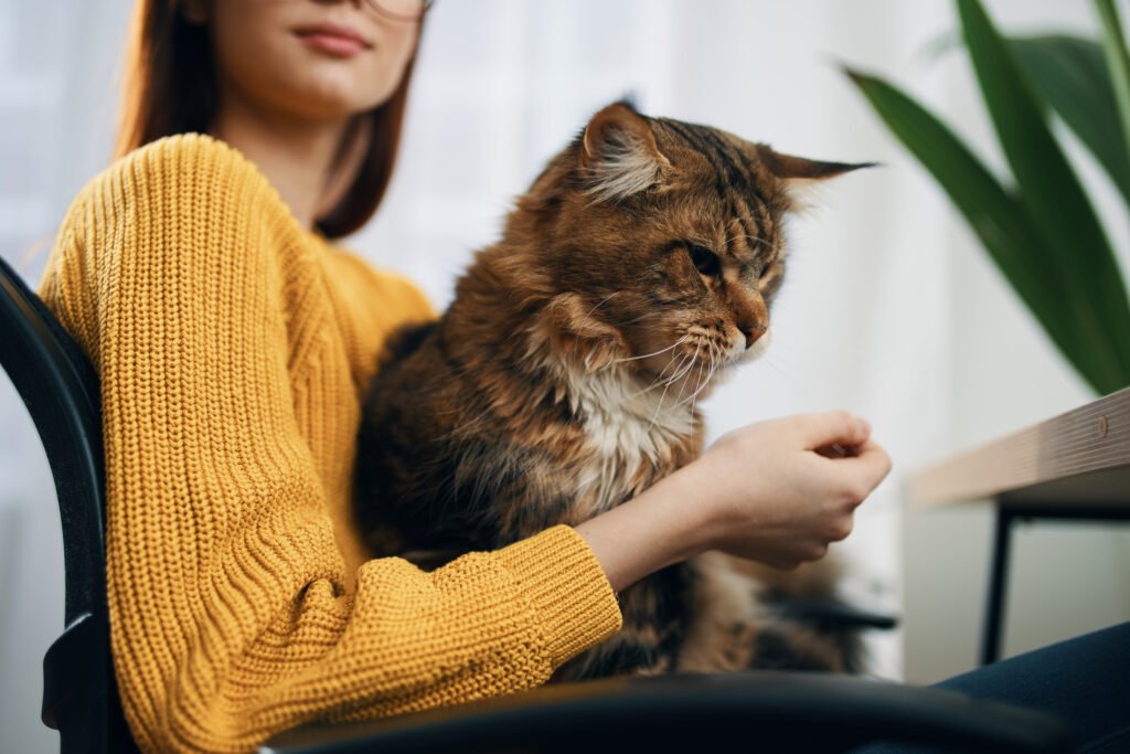 Maine coon sitting with owner