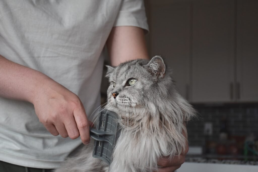 Maine Coon cat grooming close up