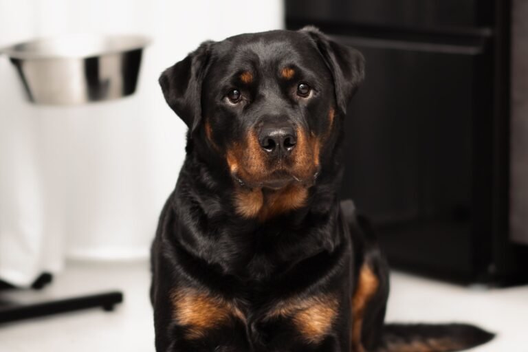 Adult Rottweiler sitting indoors and looking directly at the camera.