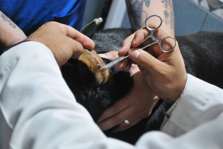 Veterinarian treating a Rottweiler’s ear while an assistant gently holds the dog