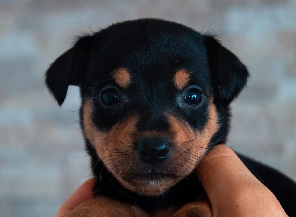 Tiny Rottweiler puppy being gently held in a person’s hand.