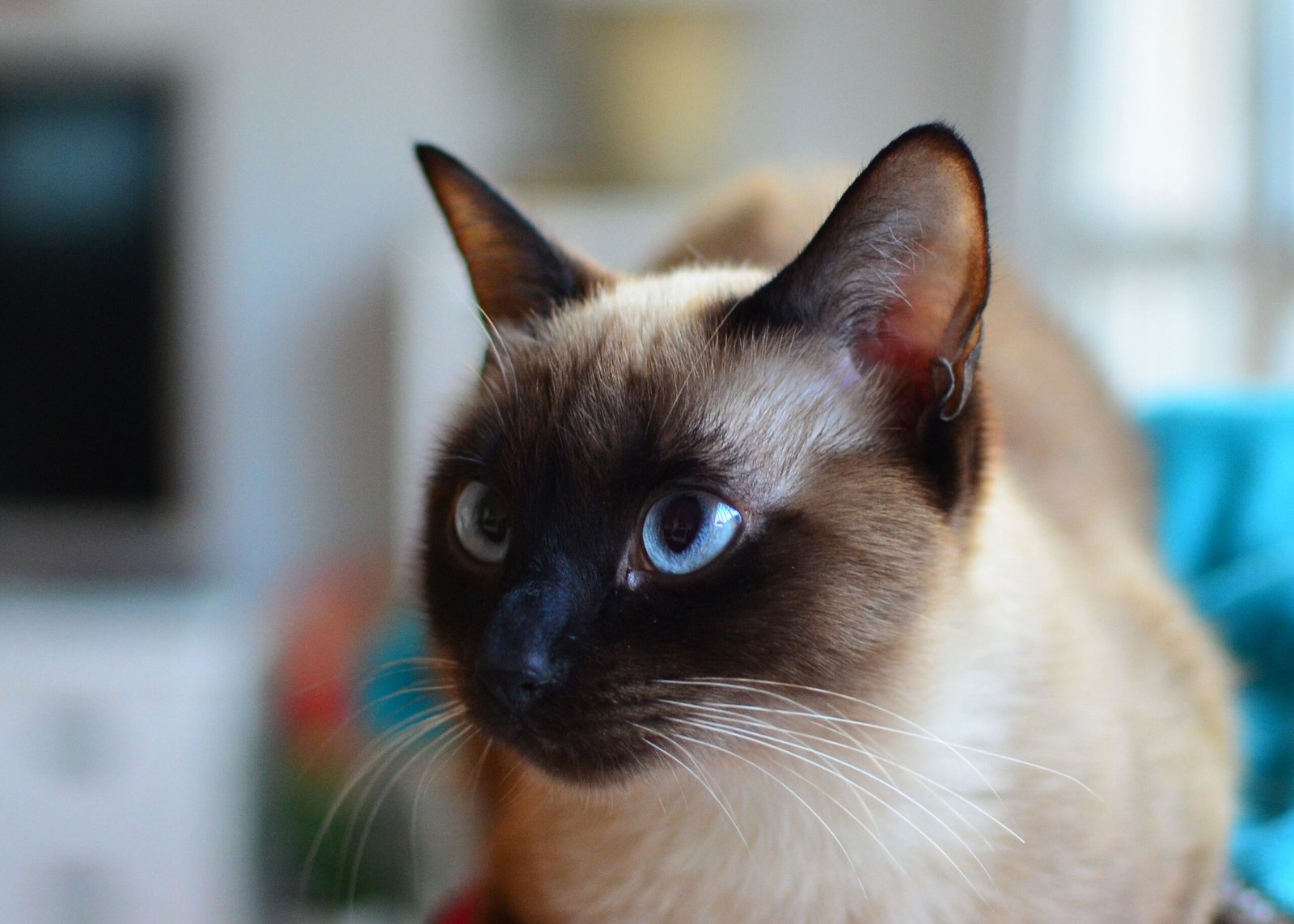 Siamese cat portrait
