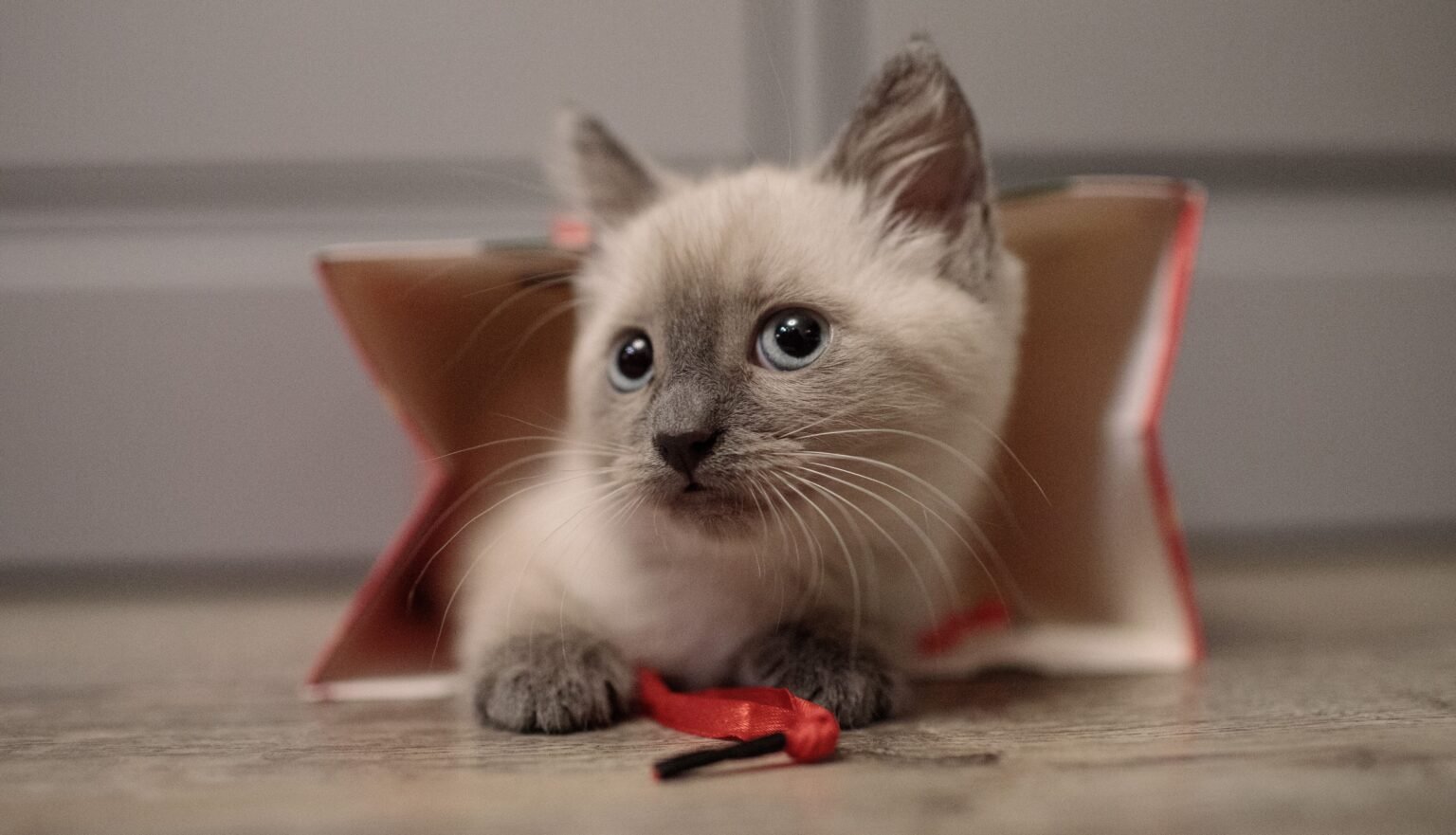 Siamese kitten with blue eyes playing beside a red ribbon and an open book