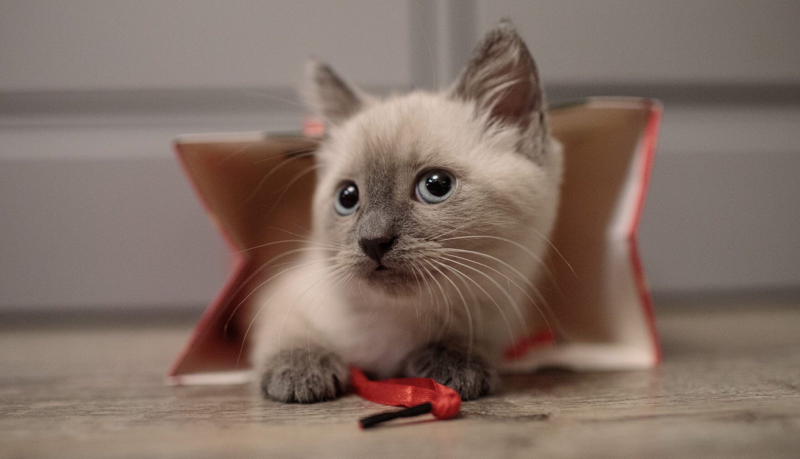 Siamese Cats in the UAE: 10 Essential Things to Know