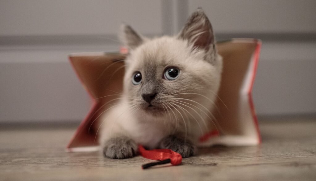 Siamese kitten with blue eyes playing beside a red ribbon and an open book.