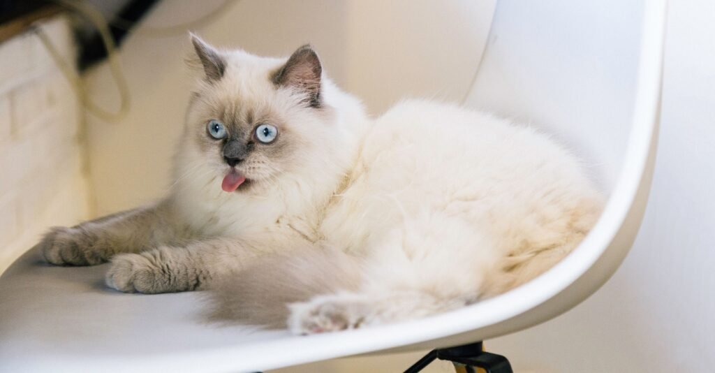 Fluffy Siamese cat with blue eyes relaxing on a white chair with its tongue out.