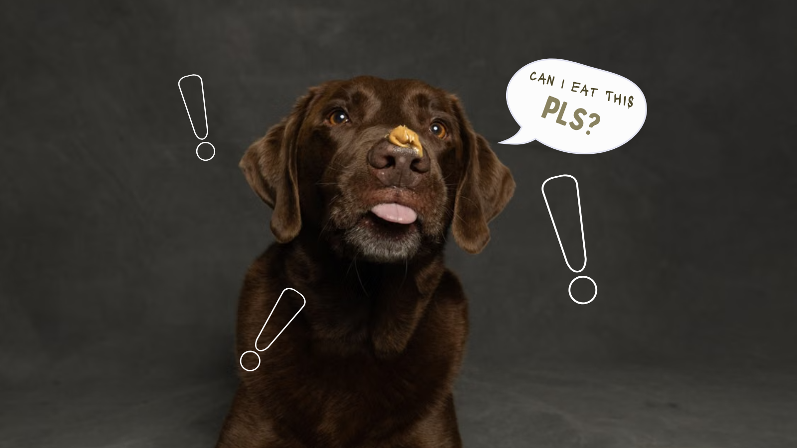 What is it Really Like to Own a Labrador Retriever?