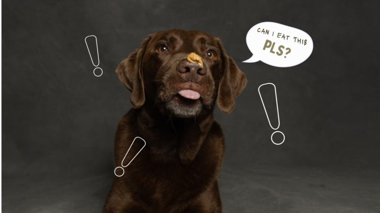 Chocolate Labrador Retriever skillfully balances a treat on its nose against a studio backdrop