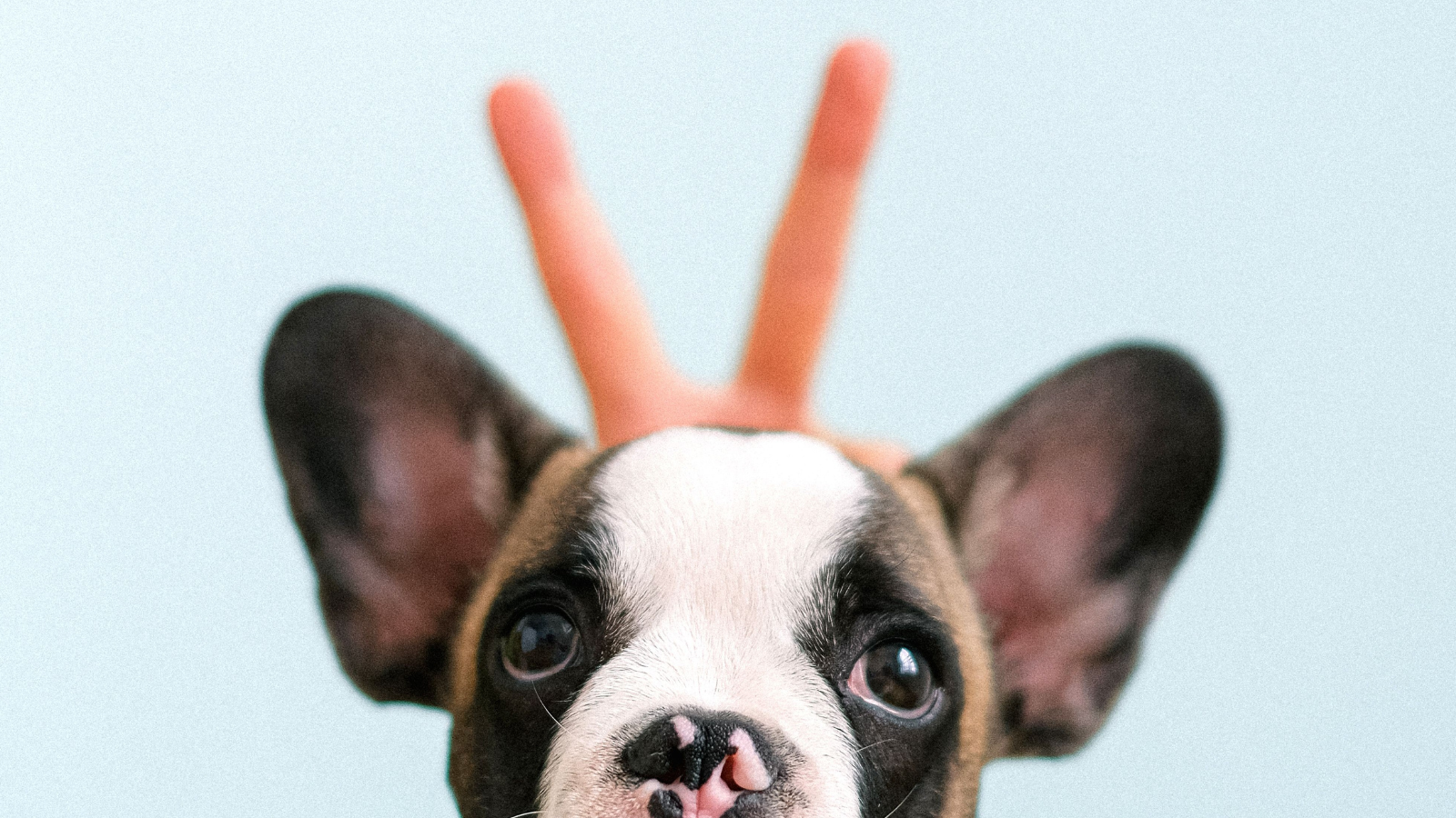 French Bulldogs in the UAE, What Nobody Tells You