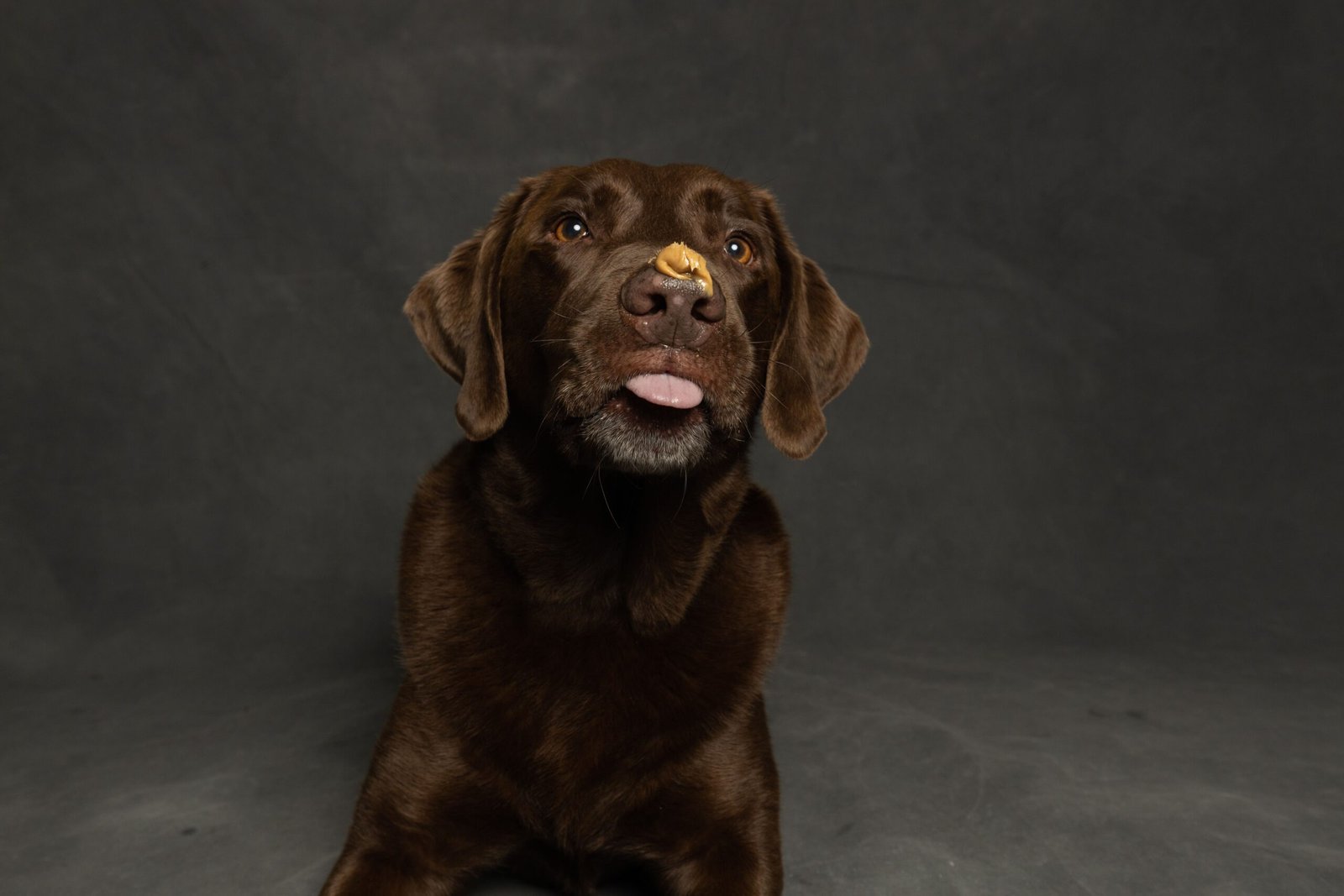 What is it Really Like to Own a Labrador Retriever?