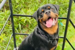 Happy adult Rottweiler sitting outdoors with its tongue out against a green garden background