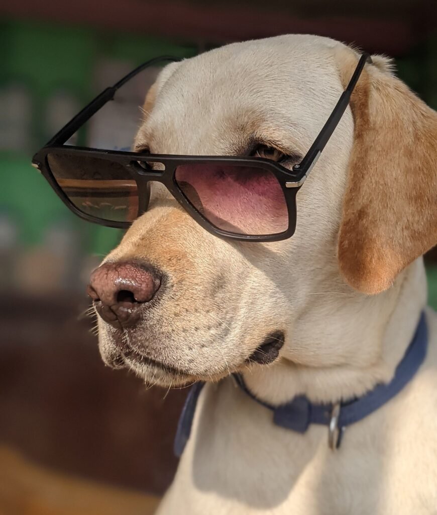 Labrador retriever wearing sunglasses, showcasing a playful and stylish look in natural lighting