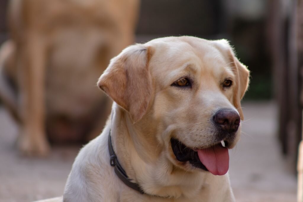 Charming Labrador Retriever with tongue out in a serene outdoor setting, showcasing its playful nature.