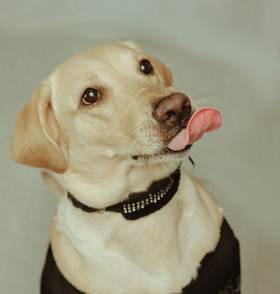 Adorable Labrador Retriever puppy in a studio setting showing tongue in playful pose