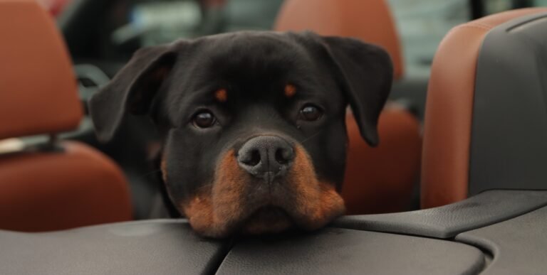 Rottweiler resting its head between the front seats of a car.
