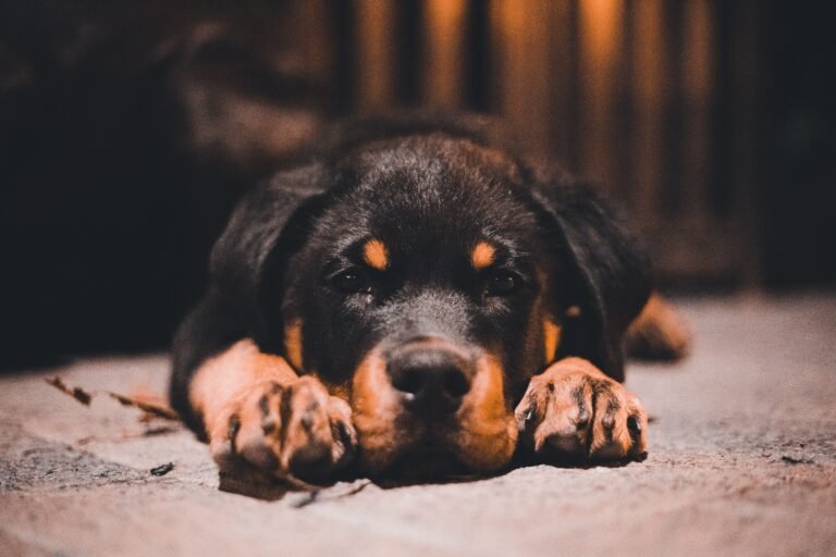 Close-up of a young Rottweiler puppy resting its head and paws on the ground.