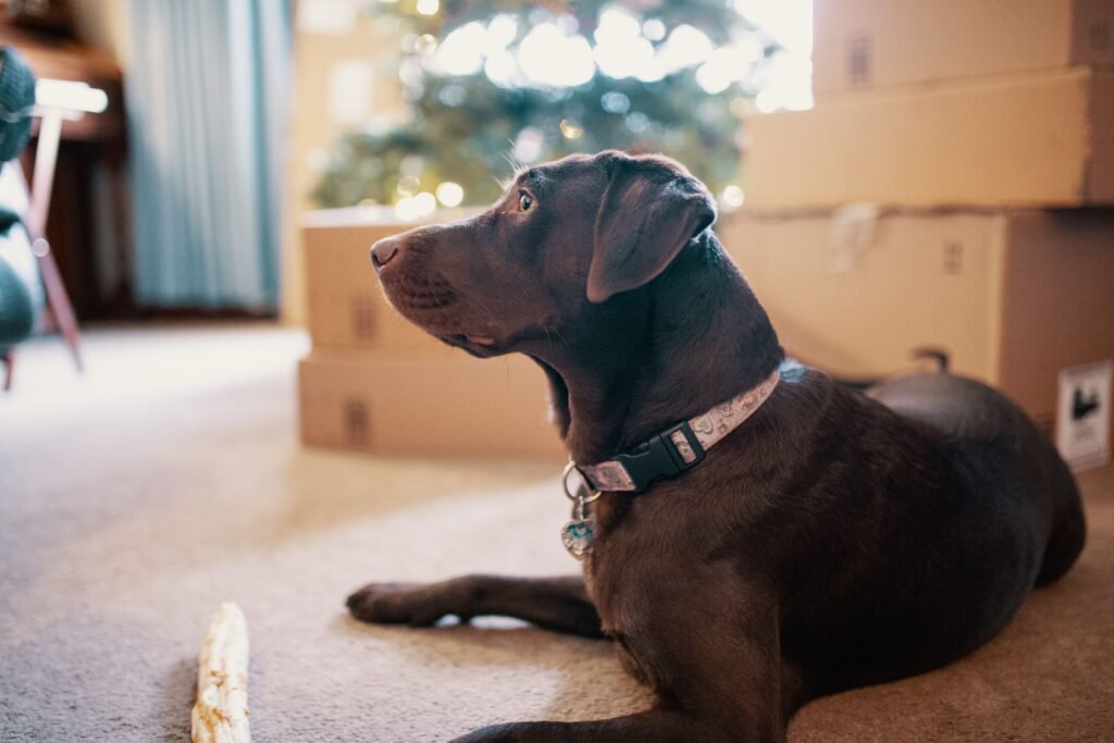 A chocolate Labrador dog lying indoors, surrounded by boxes and a decorated Christmas tree.