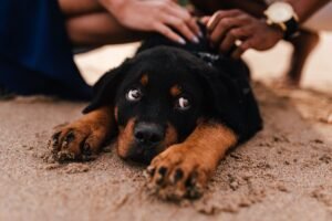Rottweiler lying on the sand while two people gently pet its back.