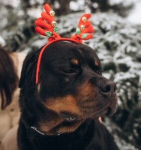 Rottweiler wearing festive red reindeer antlers outdoors during winter.