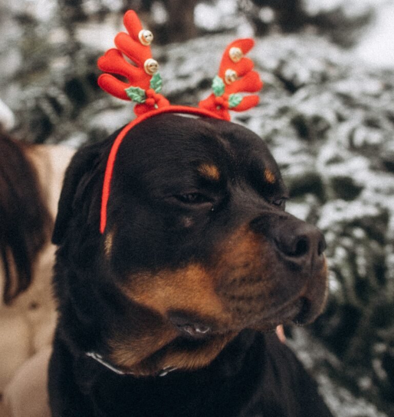 Rottweiler wearing festive red reindeer antlers outdoors during winter.