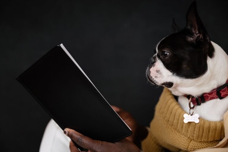 Boston Terrier wearing a sweater and looking at an open book held by its owner.