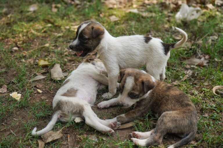 Three adorable puppies playing together in a grassy outdoor park area