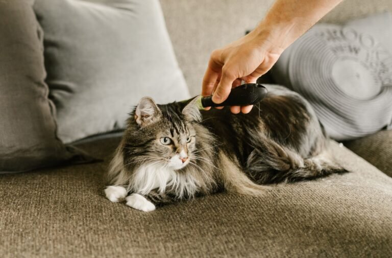 A Maine Coon cat being gently combed on a comfortable sofa indoors