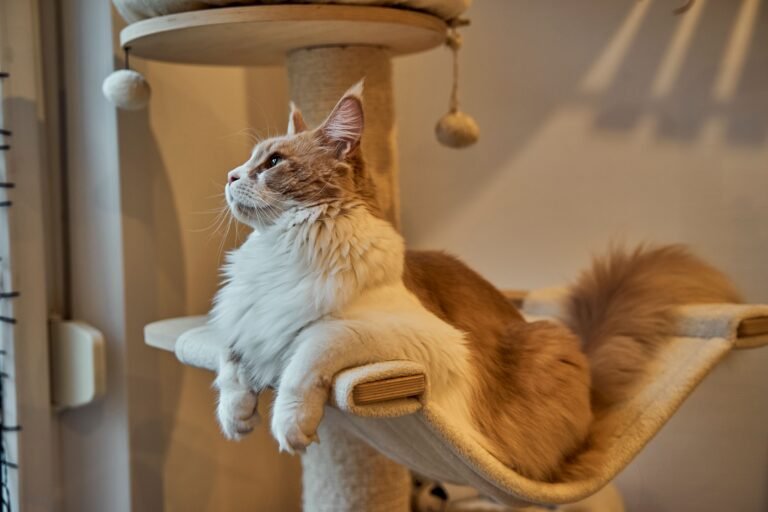 Side view of a Maine Coon cat lounging on a cat tree, looking up indoors