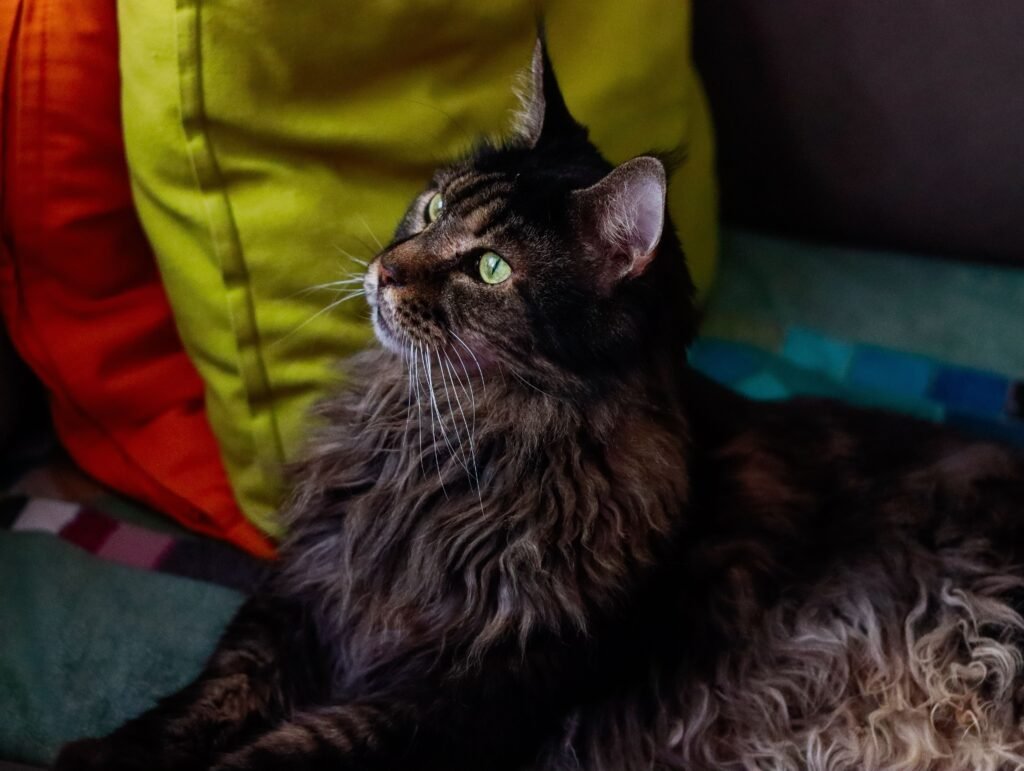 A fluffy Maine Coon cat with green eyes relaxing indoors on vibrant cushions, showcasing its furry coat