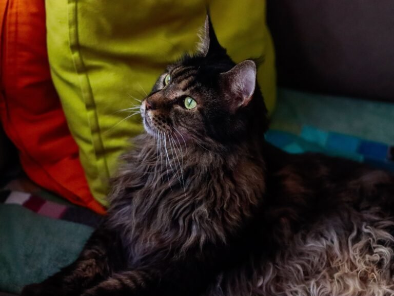 A fluffy Maine Coon cat with green eyes relaxing indoors on vibrant cushions, showcasing its furry coat