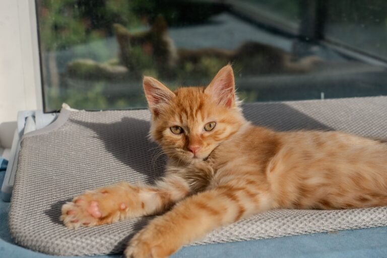 A cute ginger kitten stretches comfortably on a sunny indoor mat, enjoying a warm and serene day