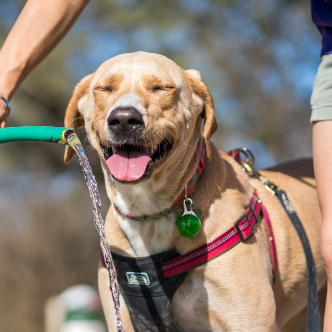 Tan dog in a red harness stands beside its owner, panting happily as water pours from a green hose