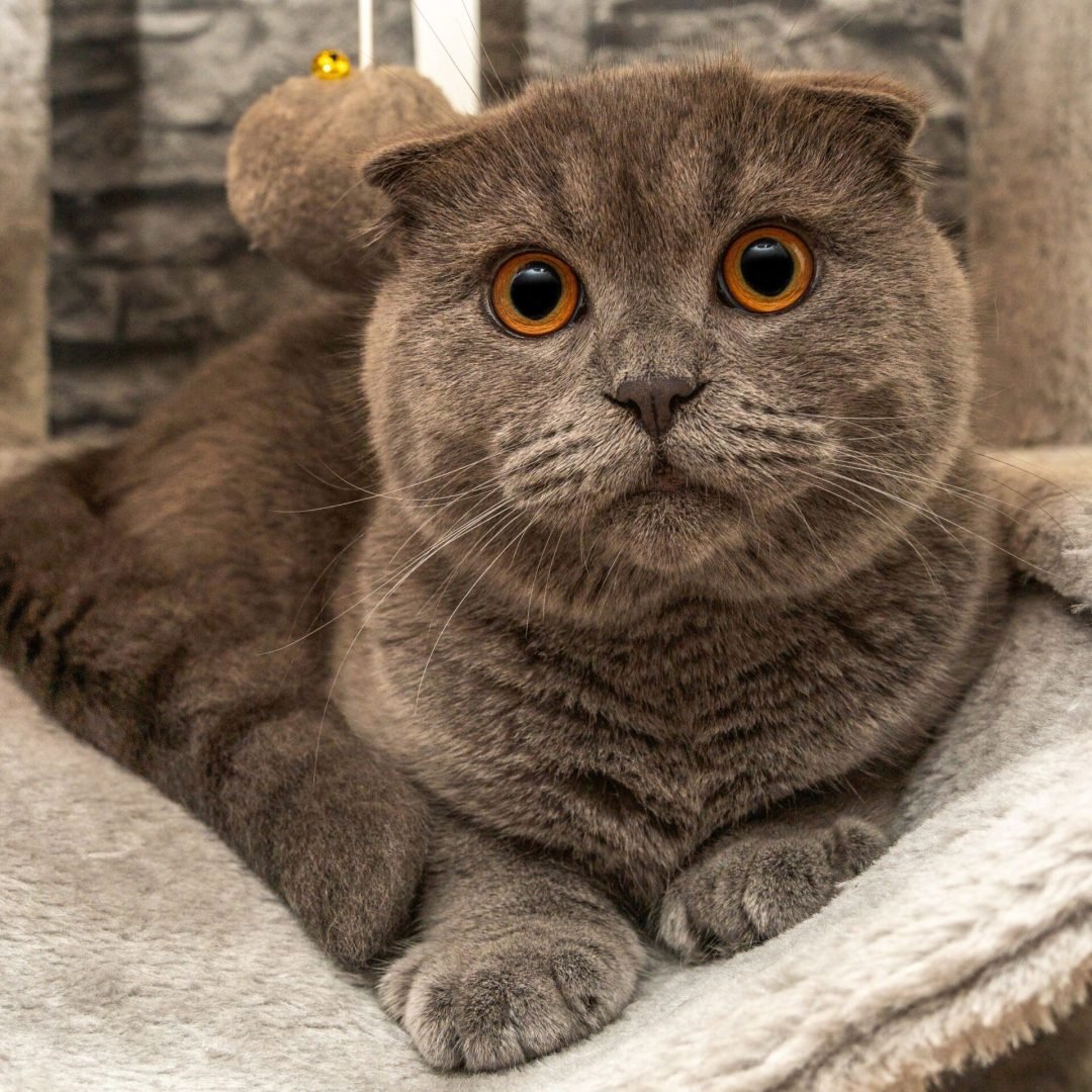 Grey Scottish Fold cat with large amber eyes resting with its front paws crossed on a soft cat bed